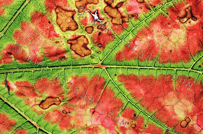 Vine Leaf Pale Red and Greens srgb
