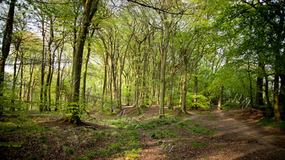 Woodland Series - Summertime