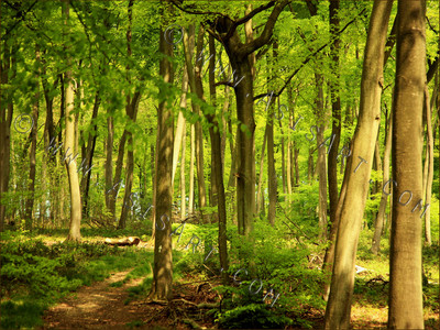 Woodland Series - Springtime