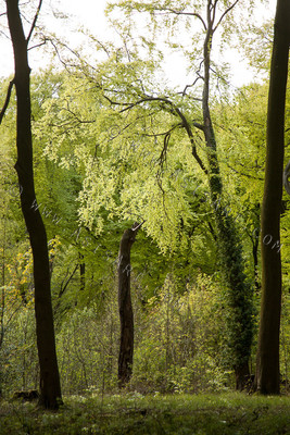 Woodland Series - Springtime