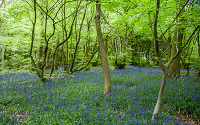 Woodland Series - Summertime