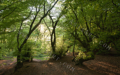 Woodland Series