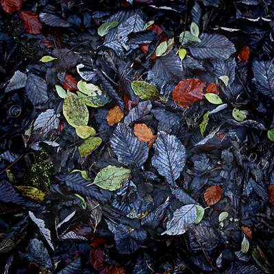 Beech Woodland Floor