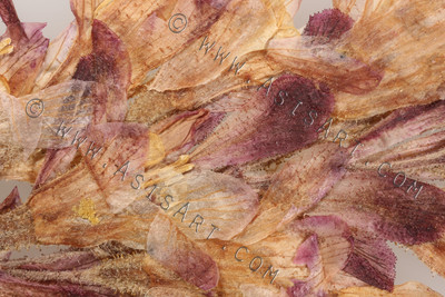 Pressed Flower Abstract I
