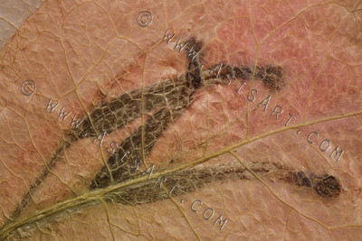 Pressed Flower Abstract II