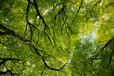 Woodland Series - Springtime