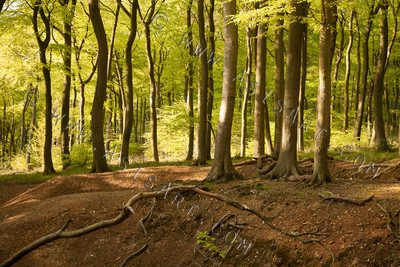 Woodland Series - Springtime