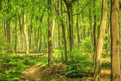 Woodland Series - Springtime