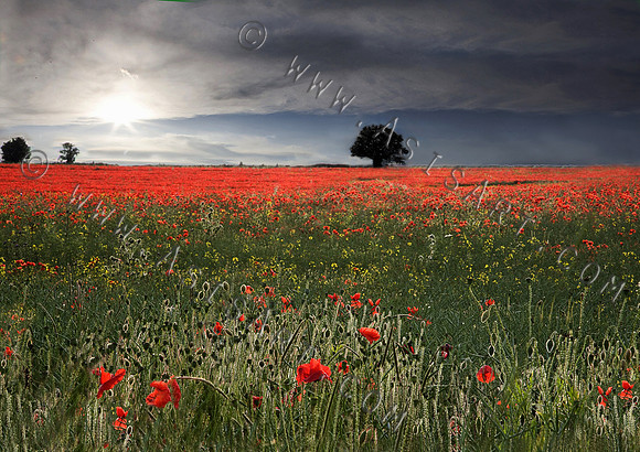 Field of Poppies