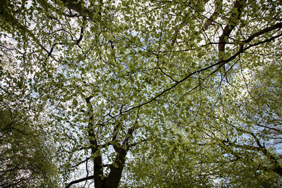 Woodland Series - Springtime