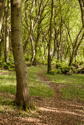 Woodland Series - Springtime
