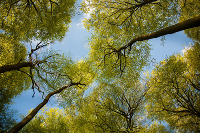 Woodland Series - Summertime