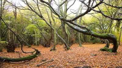 Woodland Series - Springtime