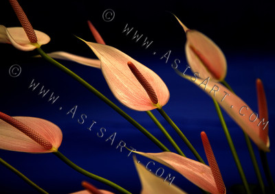 The Glorious Anthurium