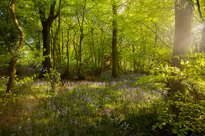 Woodland Series - Summertime