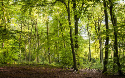 Woodland Series - Springtime