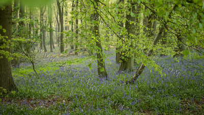 Woodland Series - Summertime