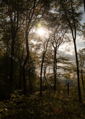 Woodland Series