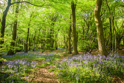 Woodland Series - Summertime