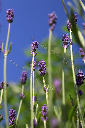 Summer Lavender