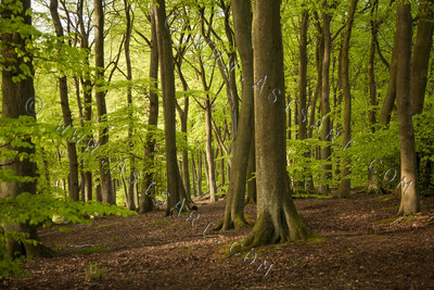 Woodland Series - Springtime