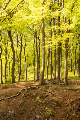Woodland Series - Springtime