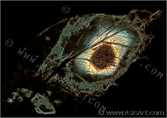 Decaying Leaf