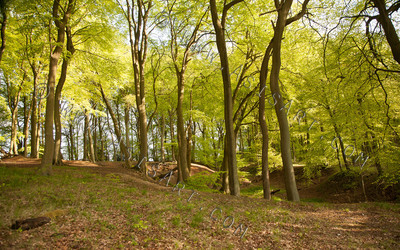 Woodland Series - Springtime