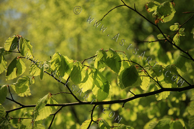 Woodland Series - Springtime