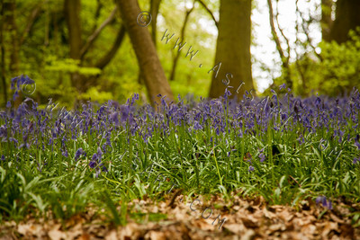 Woodland Series - Summertime