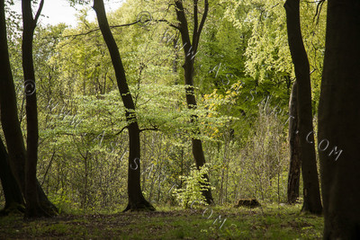 Woodland Series - Springtime