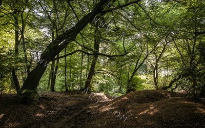 Woodland Series