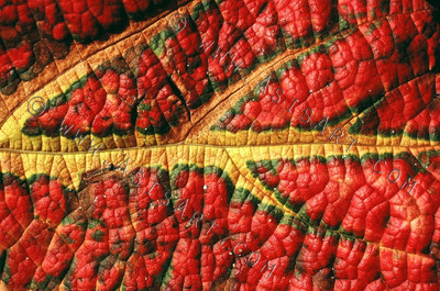 Reptilian (Vine Leaf)