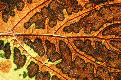 Vine Leave Brown and Ochre 1