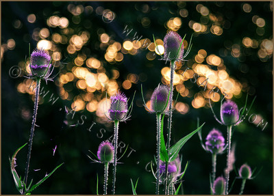 Teasels in the Evening Sun