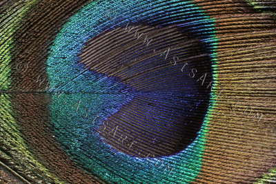 A Peacock Feather