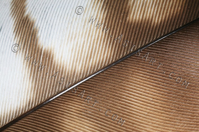 Feather Detail I