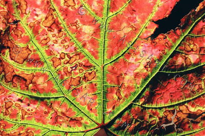 Vine Leaf Vibrant Red and Green 1