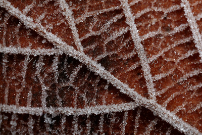 Frosted Leaf