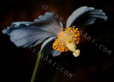 Blue Poppy