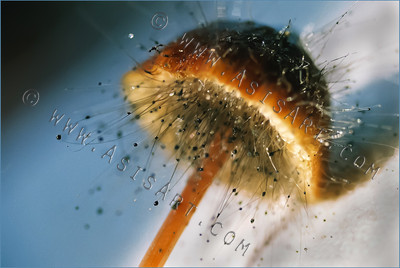Mushroom with Delicate Mycelium