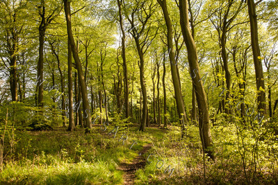 Woodland Series - Springtime