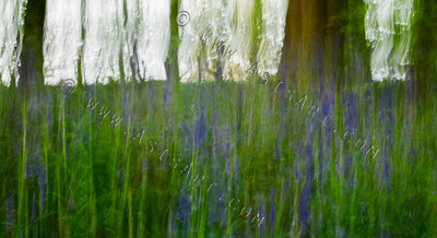 Woodland Series
